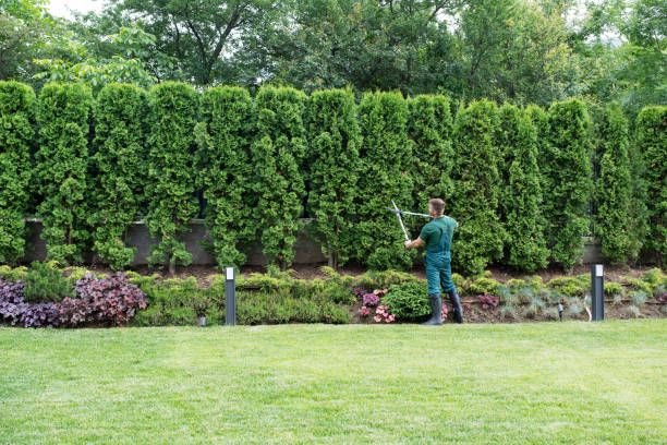 Best Pest Control for Lawns  in Sudan, TX