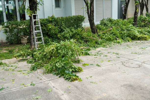 Best Commercial Tree Removal  in Sudan, TX