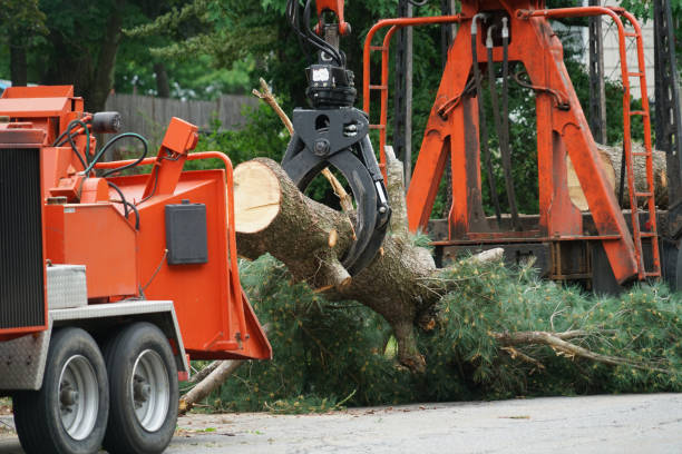 Best Storm Damage Tree Cleanup  in Sudan, TX